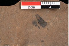 Foto (Detailansicht) von Glyptostrobus europaeus Brongniart (NHMW-GEO-2024-0188-0166)